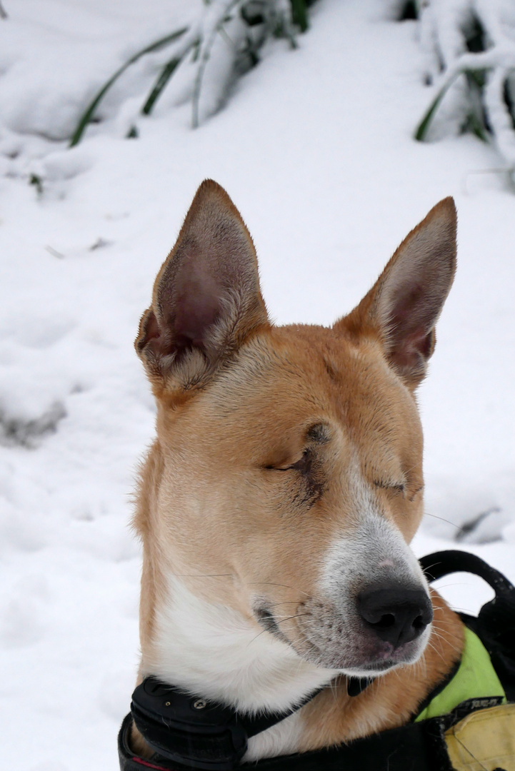 Maya im Schnee