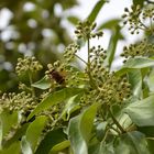 Maya, la abeja.