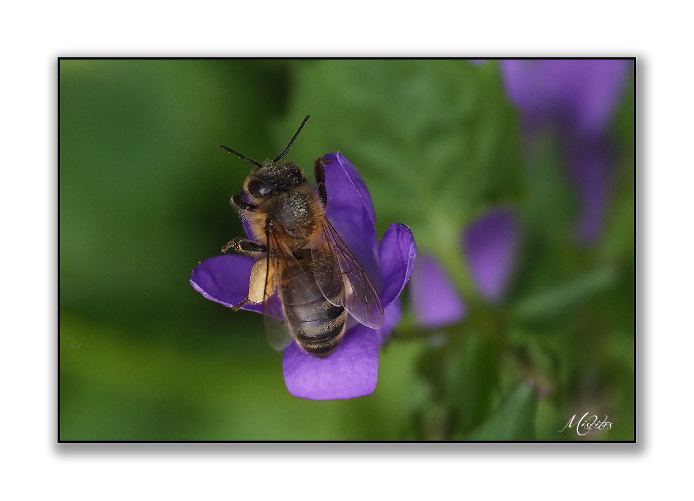 Maya l'abeille.