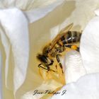 Maya l'abeille -