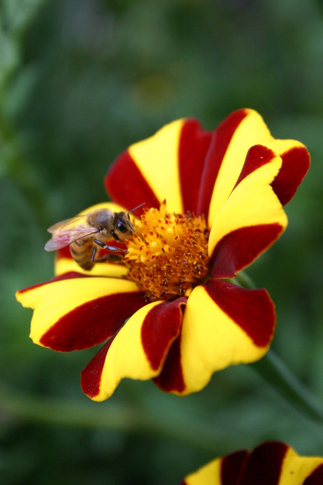 maya l'abeille