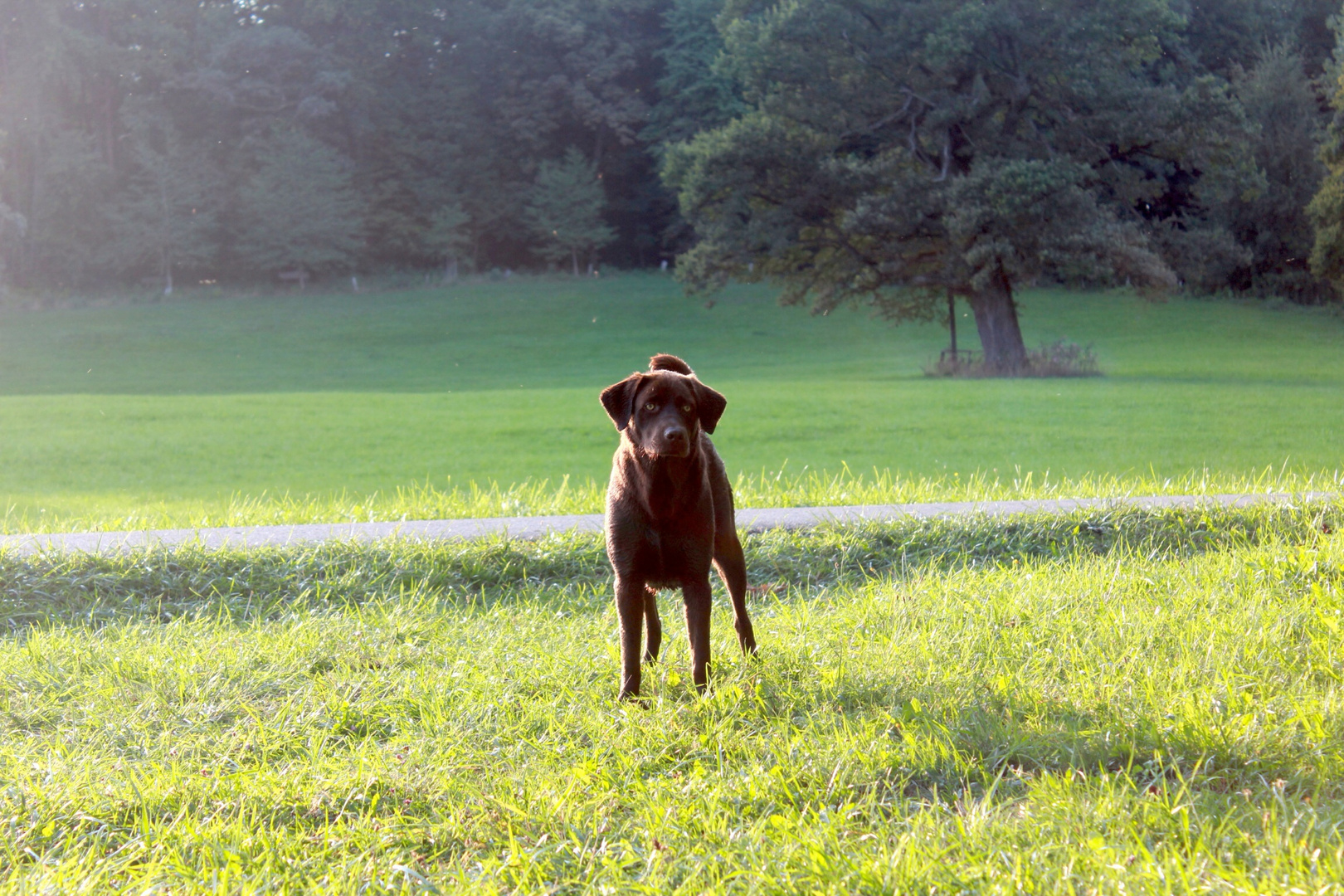 Maya labrador braun