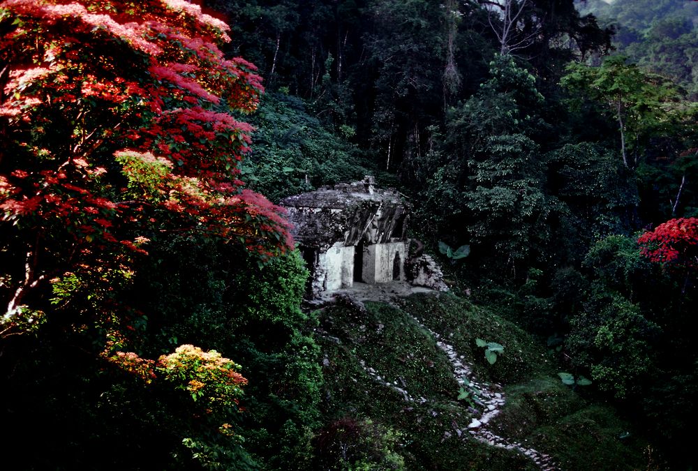 Maya Ruine Im Urwald von Palenque