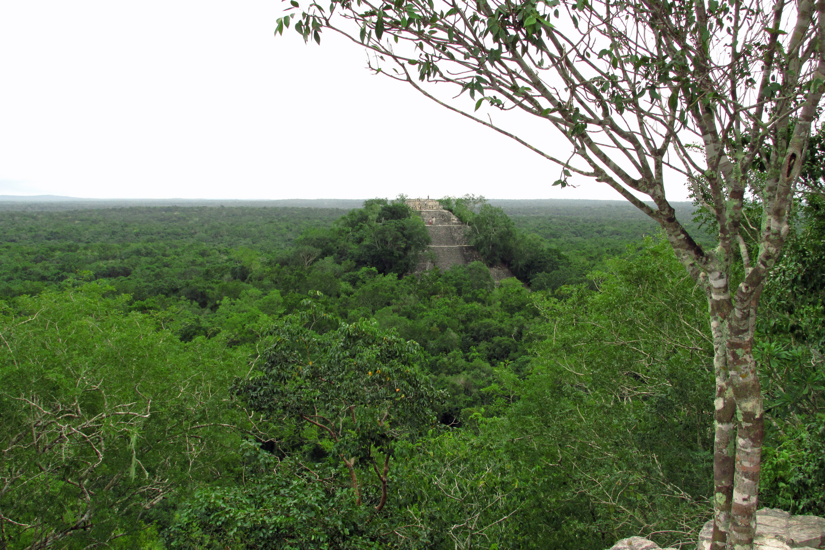 Maya Tempel im Regenwald