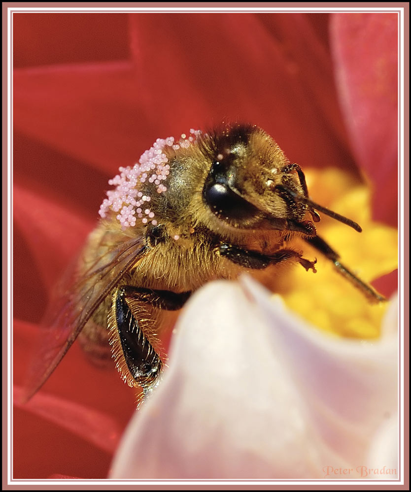 Maya the bee at a full table