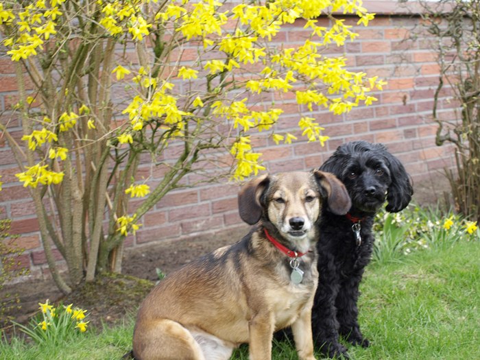 Maya und Momo in Pose