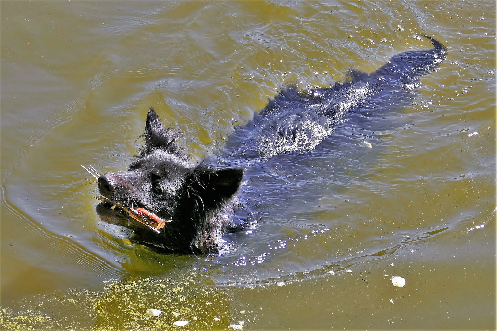 Maya, unsere Wasserratte