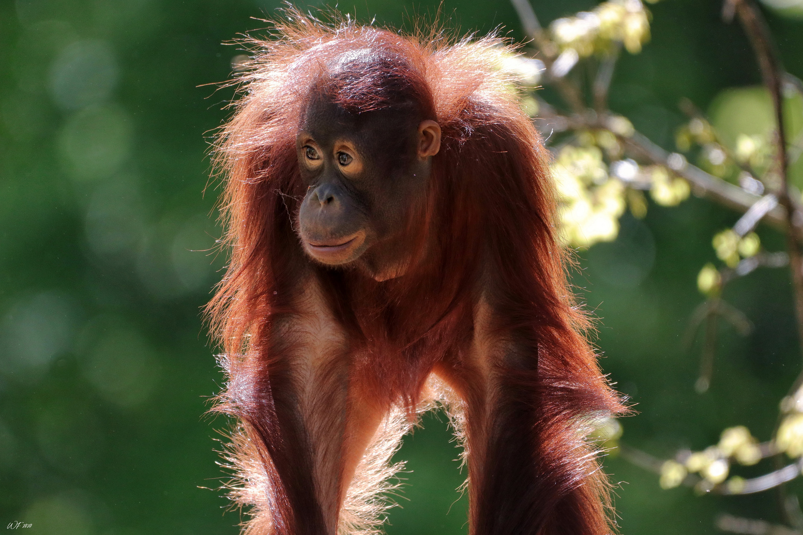 MAYANG Foto & Bild tiere, tierkinder, fotos Bilder auf