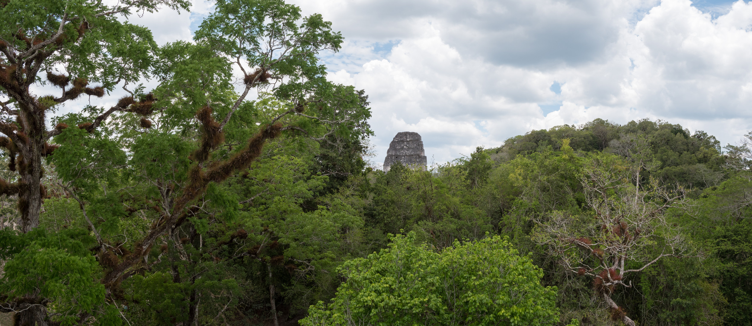 Mayaruinen im Regenwald