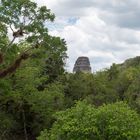 Mayaruinen im Regenwald