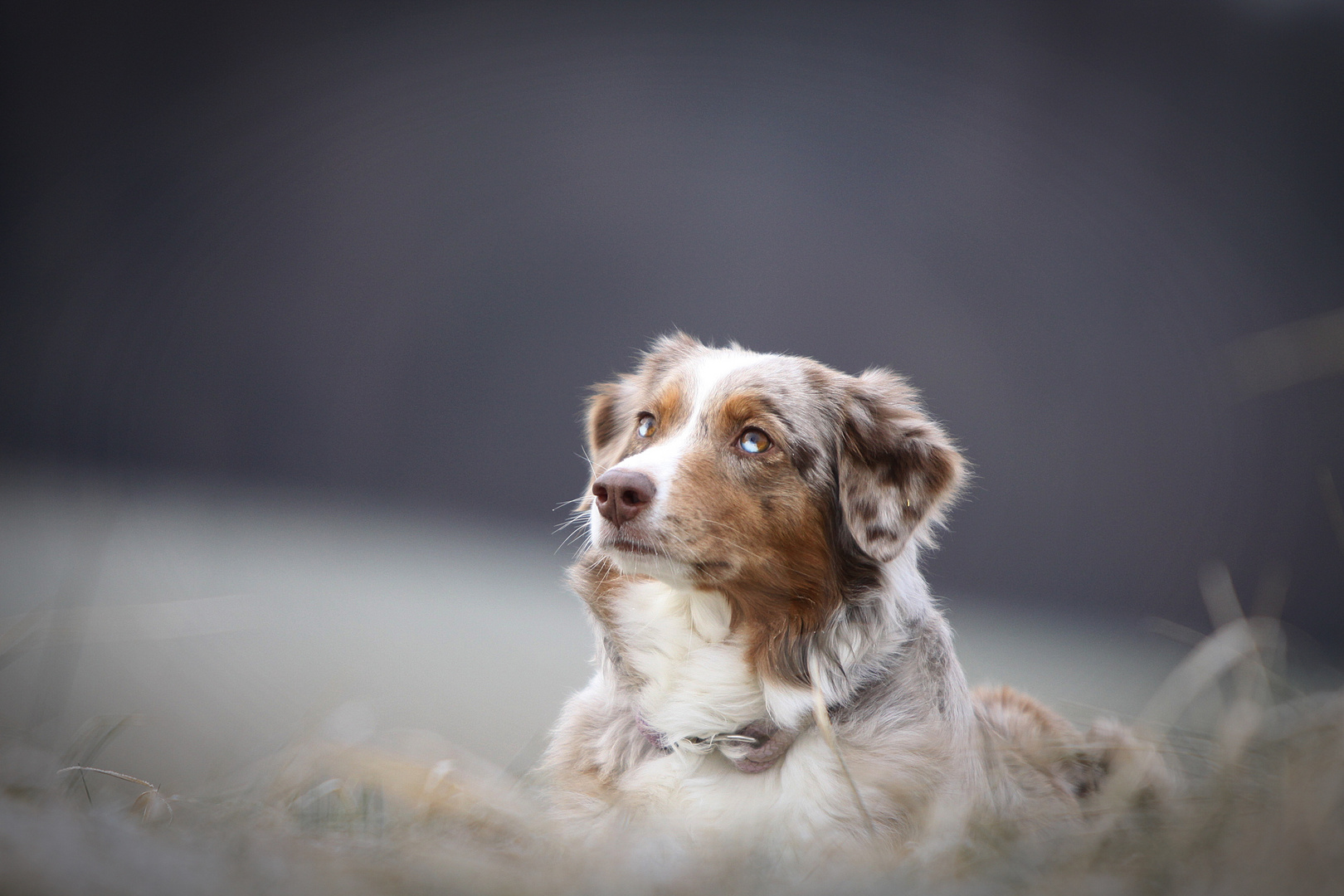 Maybe Australian Shepherd Hündin 