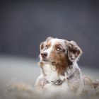 Maybe Australian Shepherd Hündin 