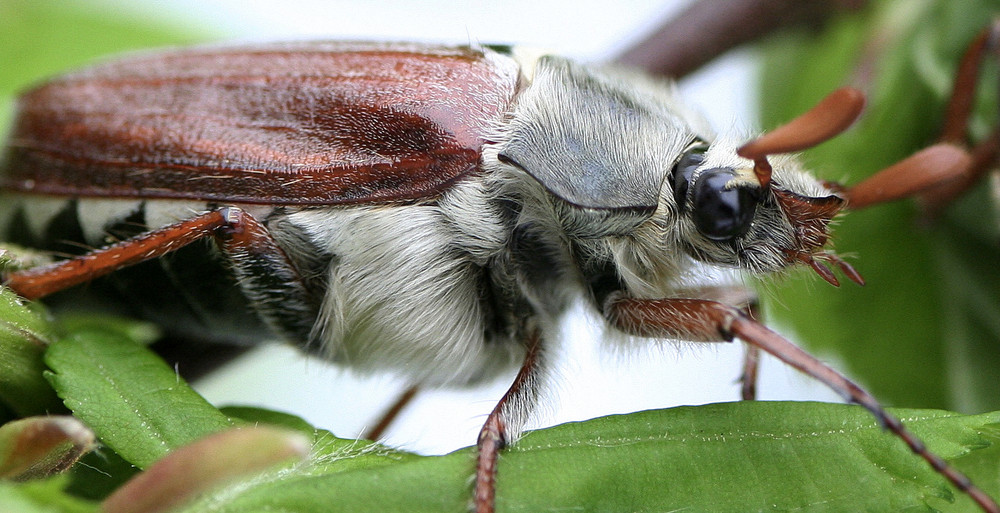 Maybug - Maikäfer