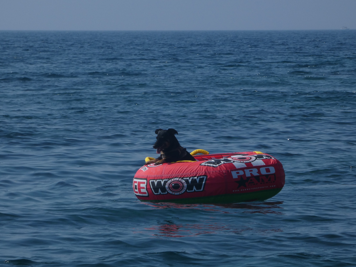 Mayday - ein kleiner Hund in großer Seenot ;)