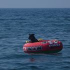 Mayday - ein kleiner Hund in großer Seenot ;)