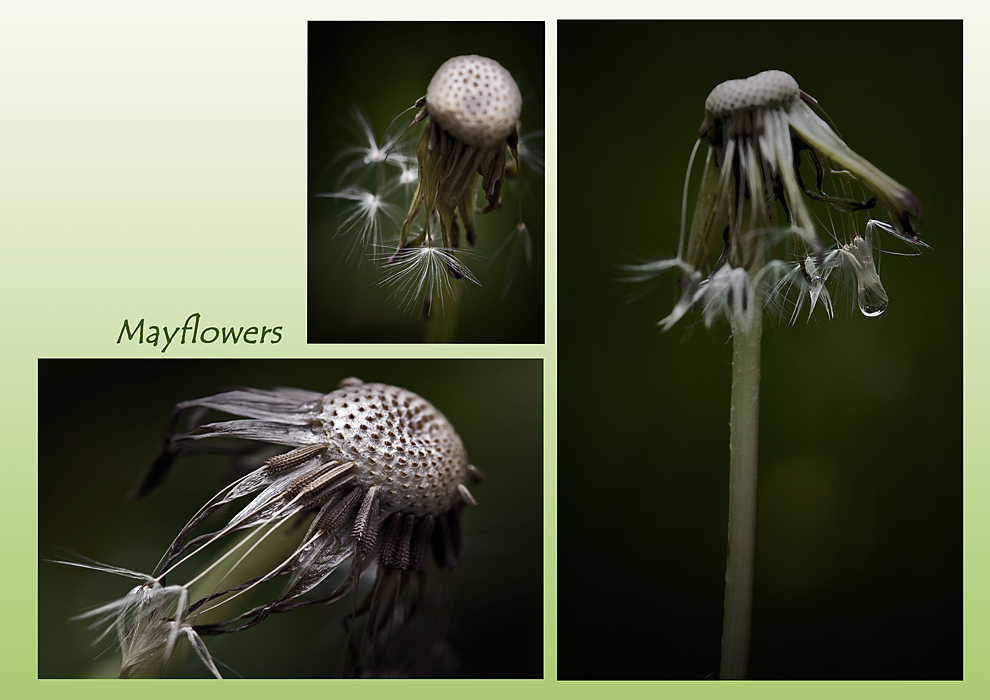 mayflowers