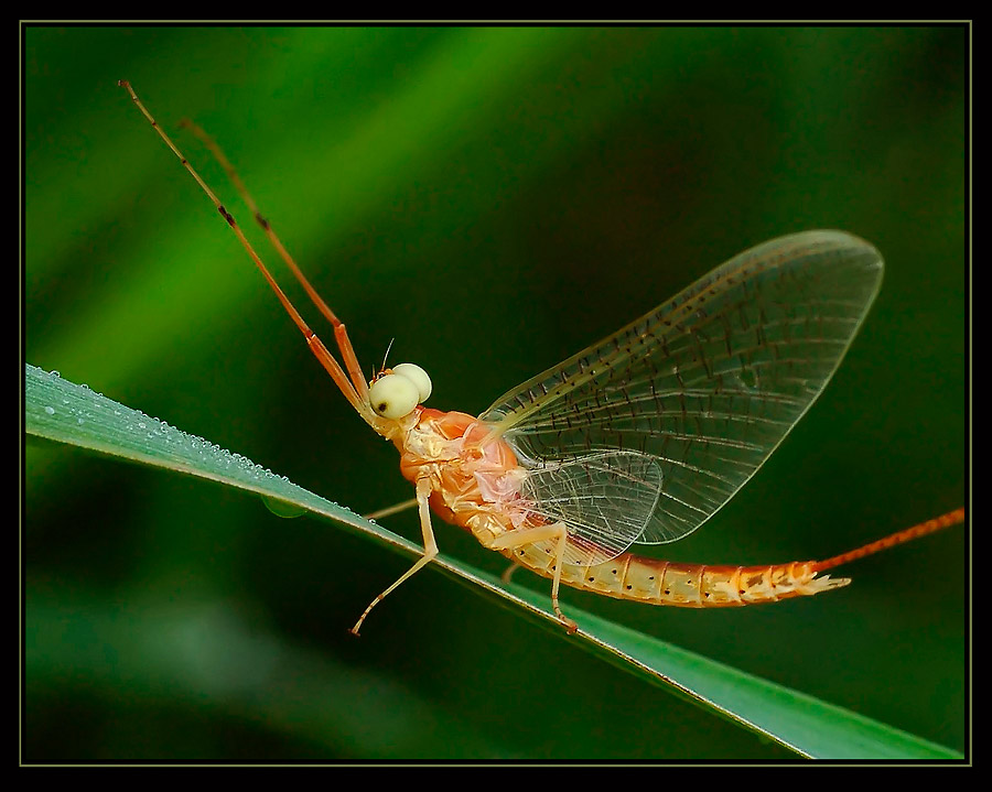 Mayfly