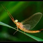 Mayfly