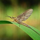 mayfly