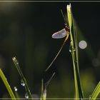 mayfly