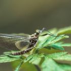 mayfly