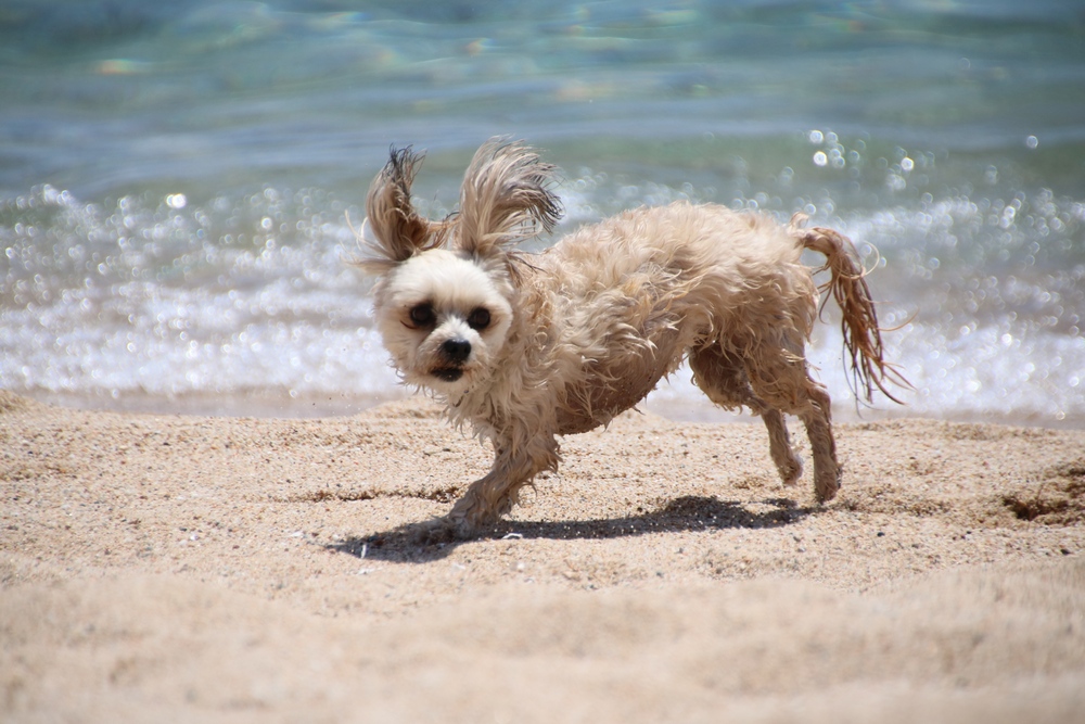 Mayla am Strand