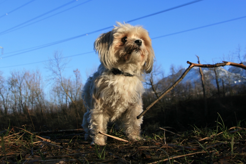 Mayla auf der Jagd....