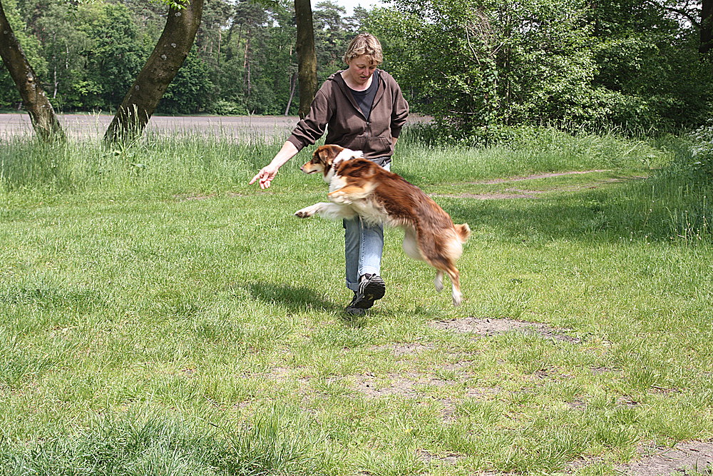 Mayla Australian Shepherd Red Tri beim Üben