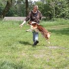 Mayla Australian Shepherd Red Tri beim Üben