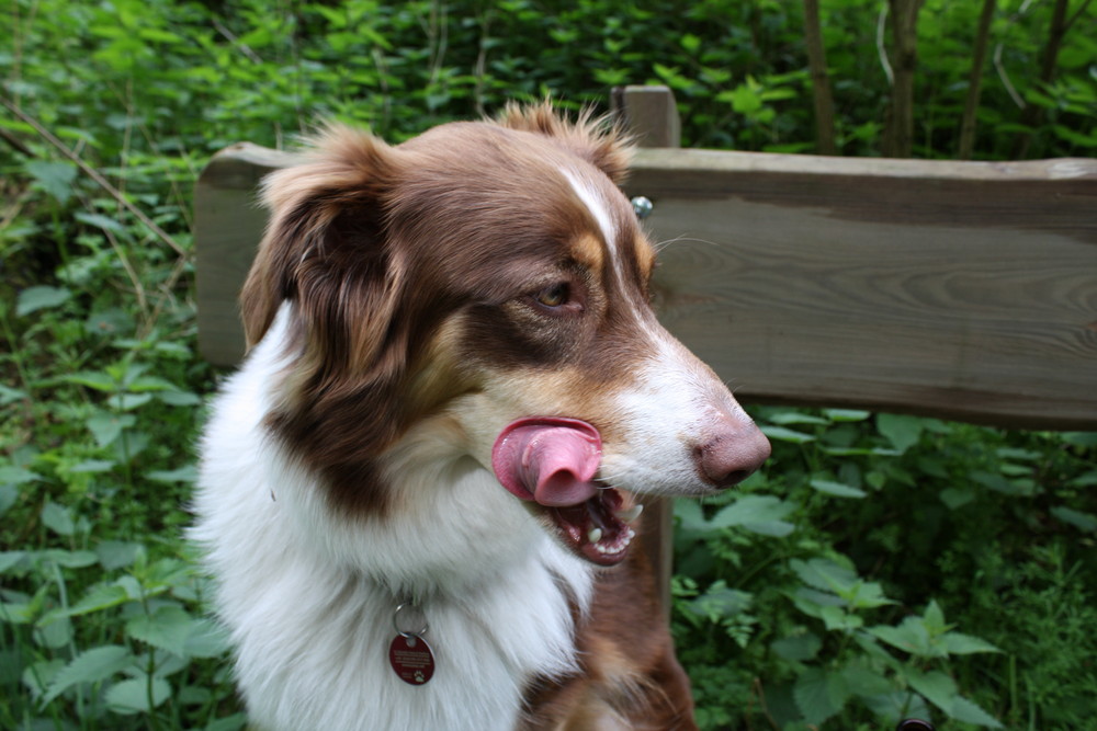 Mayla Australian Shepherd Red Tri