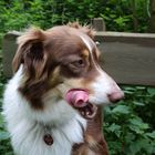 Mayla Australian Shepherd Red Tri