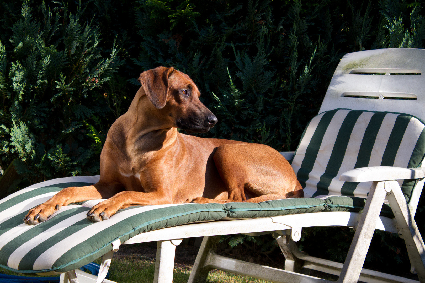 Mayla macht Urlaub im Garten...