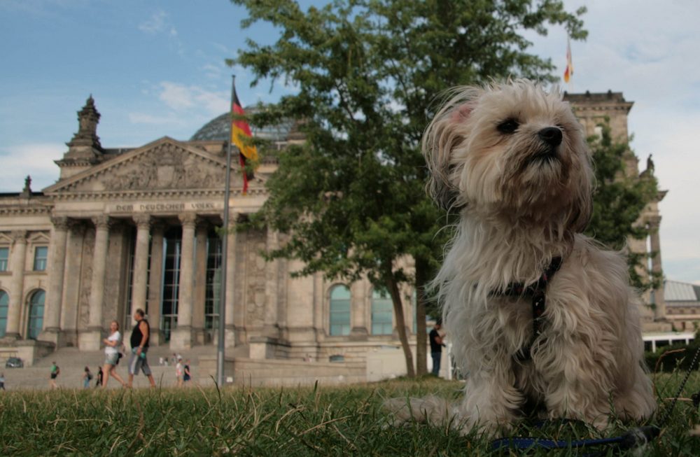 Mayla und das Parlament