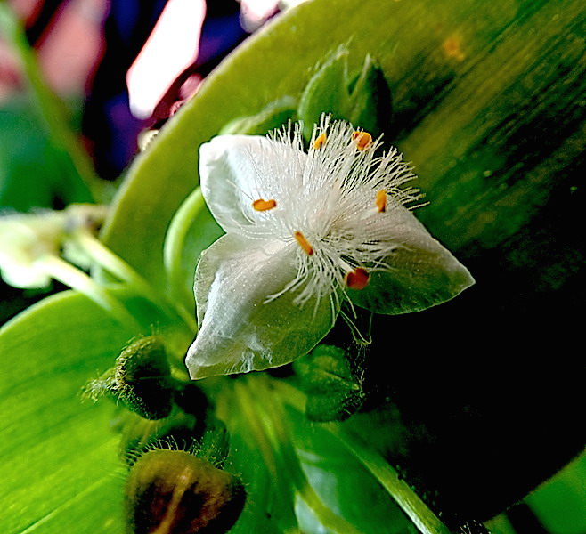 Mayo....El Mes de las Flores.