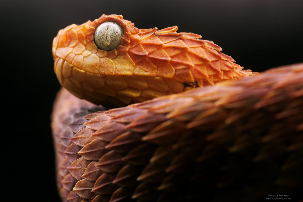 Mayombe Buschviper [Atheris squamigera anisolepis]