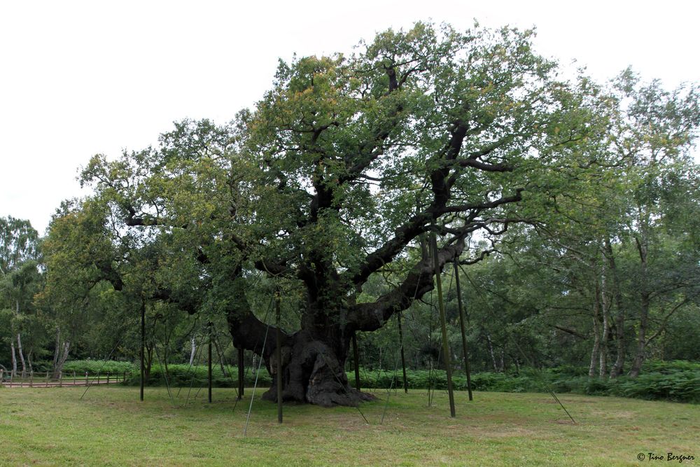 Mayor Oak (Sherewood Forrest, bei Nottinghamshire in UK)