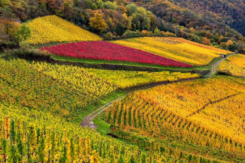 *Mayschoß @ der rote Weinberg*