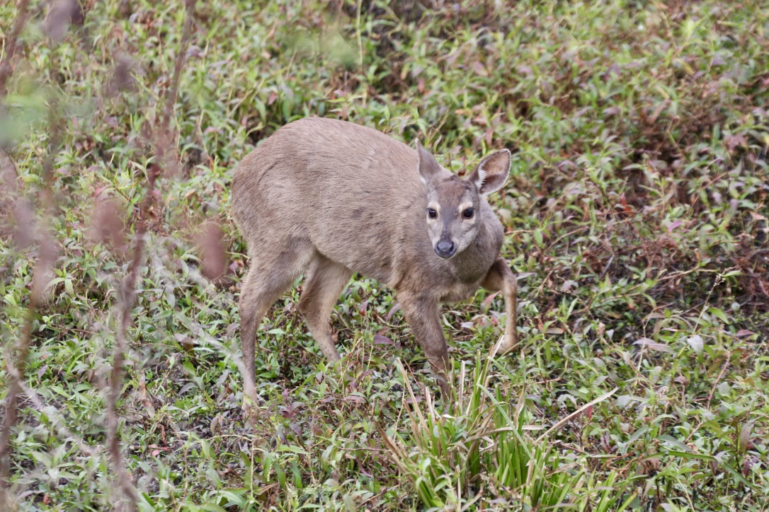 Mazama gouazoubira  