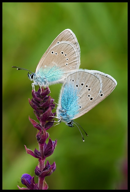 Mazarine Blue (Cyaniris semiargus)