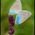 Mazarine Blue (Cyaniris semiargus)