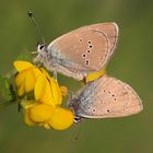 Mazarine Blue (Polyommatus semiargus)