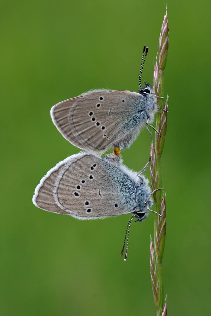 Mazarine Blue (Polyommatus semiargus)