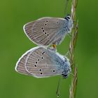 Mazarine Blue (Polyommatus semiargus)