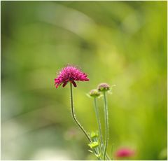 Mazedonische Witwenblume