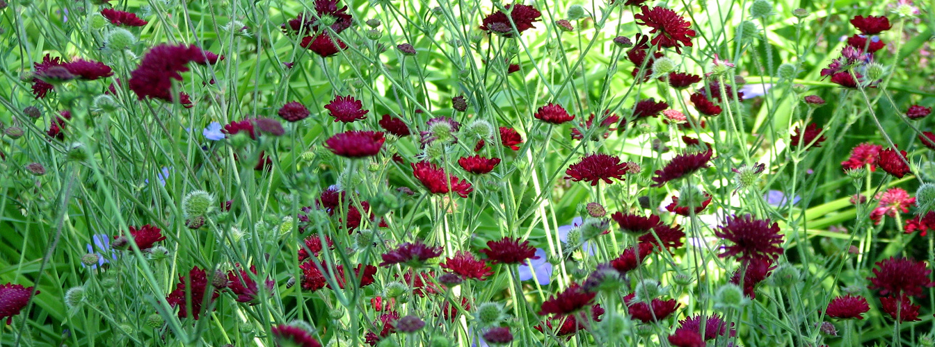 Mazedonische Witwenblume