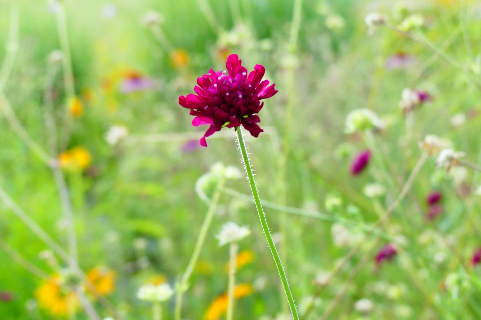 Mazedonische Witwenblume