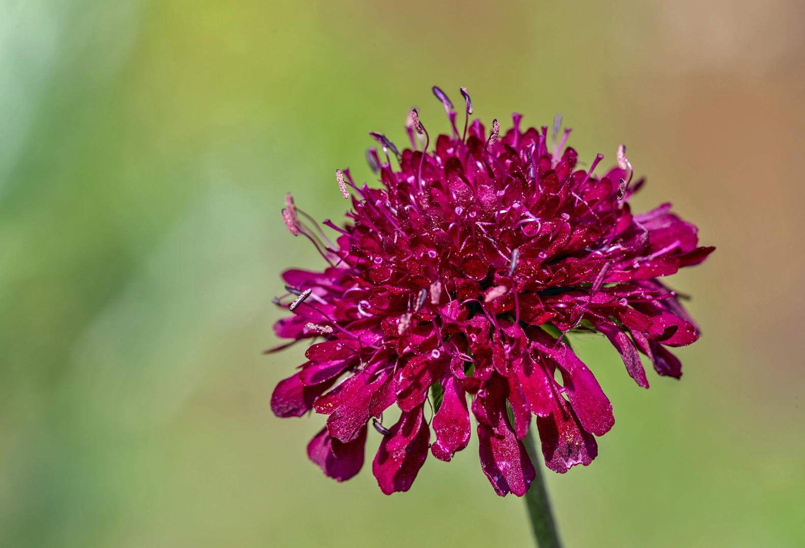 Mazedonische Witwenblume.