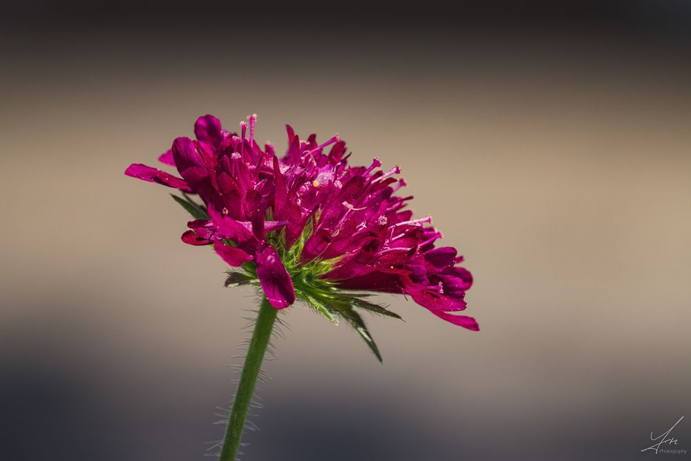 Mazedonische Witwenblume