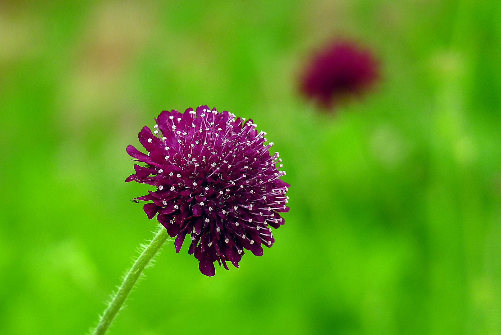 Mazedonische Witwenblume (Knautia macedonica)