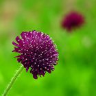 Mazedonische Witwenblume (Knautia macedonica)